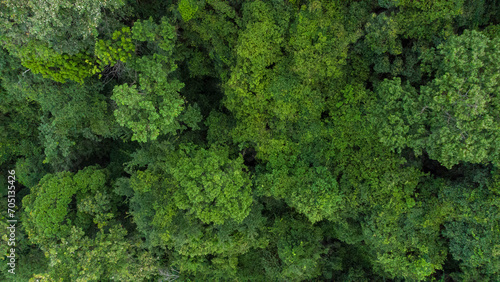 Aerial view of beautiful tropical forest in Aceh Province, Indonesia