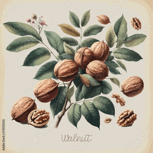 Watercolor walnut vintage retro poster design. Vector walnut illustration, fruits theme.
