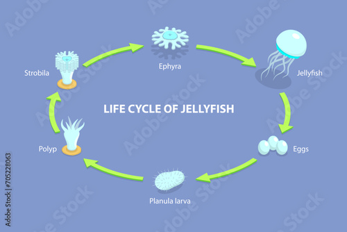 3D Isometric Flat Vector Illustration of Life Cycle Of Jellyfish, Developmental Stages