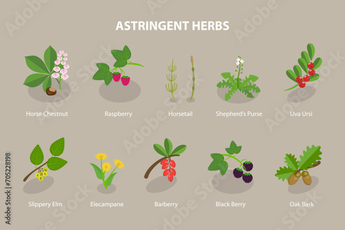3D Isometric Flat Vector Set of Astringent Herbs, Natural Herbal Remedy