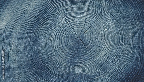 old wooden oak tree cut surface detailed indigo denim blue tones of a felled tree trunk or stump rough organic texture of tree rings with close up of end grain