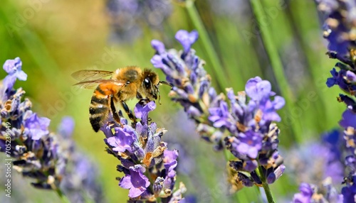 the bee pollinates the lavender flowers plant decay with insects