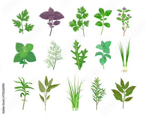 Fresh Herbs leaves isolated on white background. Set of garden herb leaf icons. Vector illustration.