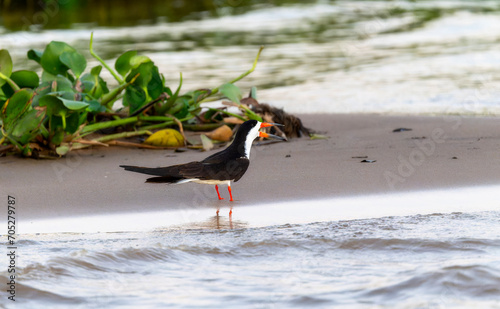 Black Skimmer (Rynchops niger) in Brazil