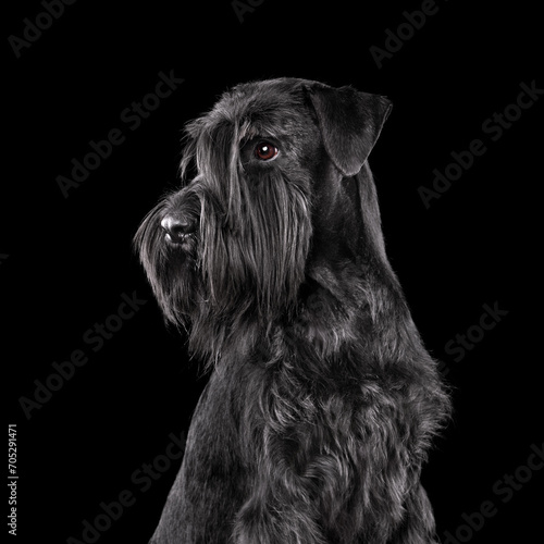 Portrait of black schnauzer dog