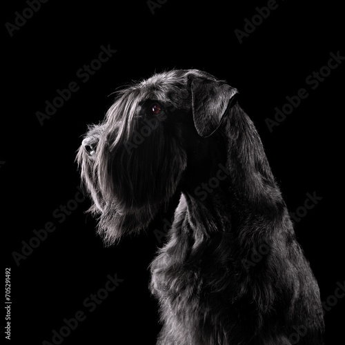 Silhouette of black schnauzer dog