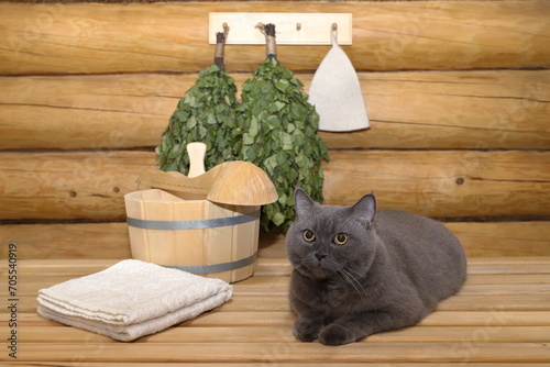 A grey cat sits on a wooden bench in the bath house against the background of traditional accessories for sauna treatments. 