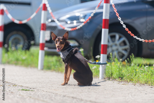 ausgesetzter Hund 