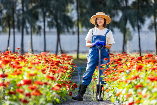 Asian woman gardener is working in the farm holding garden fork among red zinnia field for cut flower business with copy space