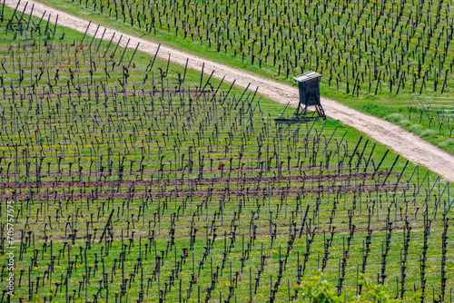 Minimal landscape of the alsatian vineyard in spring, Alsace, France