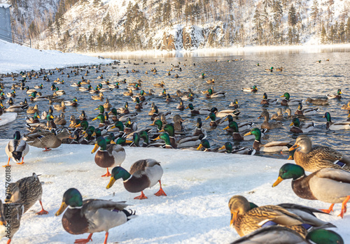 .Ducks on the bank of the river or lake in winter, mountains background. Migration of birds. Beautiful view of winter landscape. .