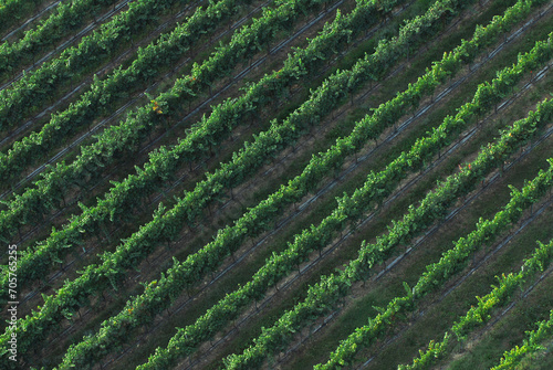 Aerial view of a Lambrusco grape vineyard in the hills of Reggio Emilia