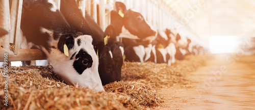 Cows holstein eating hay in cowshed on dairy farm with sunlight in barn. Banner modern meat and milk production or livestock industry