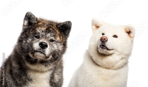 Head shot of Two Akita Inu dogs, Isolated on wite