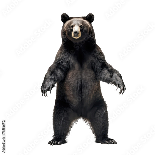black bear standing on two legs- Dangerous wild predators on transparent background