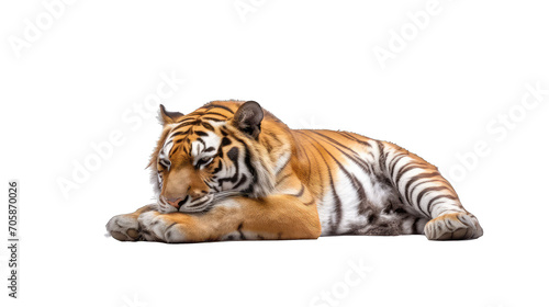 The tiger is resting sideview - Dangerous predators on transparent background