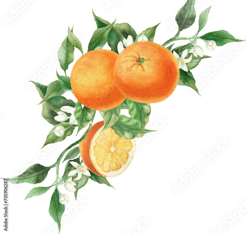 Orange fruit watercolor illustration isolated on transparent background. Blossom orange branch for labels, prints, banners, citrus wedding. Healthy food design elements