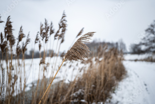 Zbliżenie na trawy porastające polną ścieżkę w zimowej aranżacji, masa śniegu dookoła w popołudniowych godzinach pochmurnego szarego dnia w Zachodniej Polsce