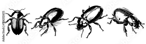 black and white sketch of beetle 