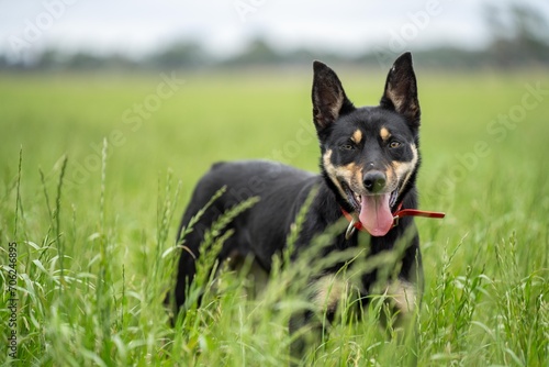 working kelpie dog sitting in grass on a farm in Australia