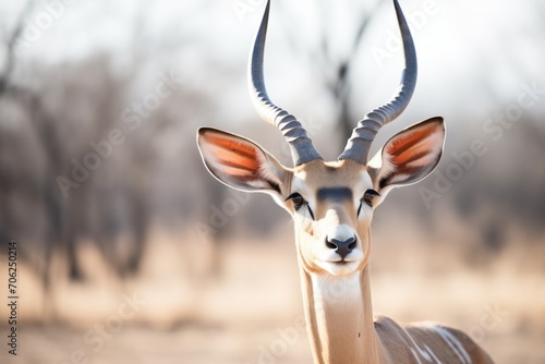 impala with unique horn structure standing apart
