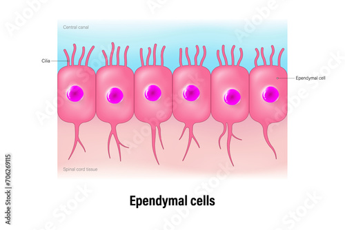 Ependymal cells vector. Ependymocytes. Glial cells (neuroglia). Central nervous system.