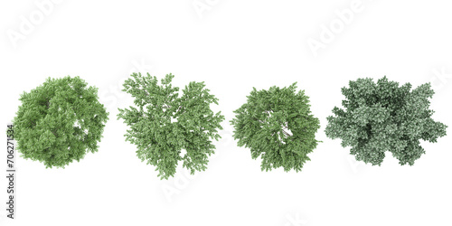 Elm,Dogwood trees collection of top view isolated on transparent background