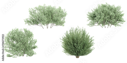 Salix Purpurea Nana,Olive trees isolated on white background, tropical trees isolated used for architecture