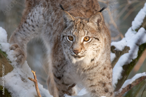 Lynx boréal