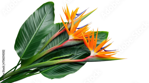 Strelitzia reginae flower plant with leaves isolated on transparent background
