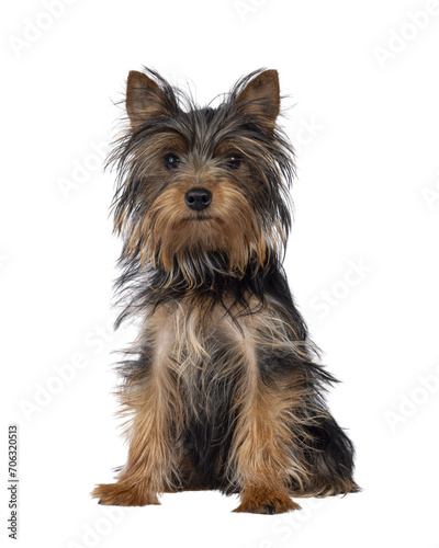 Cute little black and tan Yorkshire Terrier dog puppy, sitting up facing front. Looking towards camera. Isolated cutout on a transparent background.