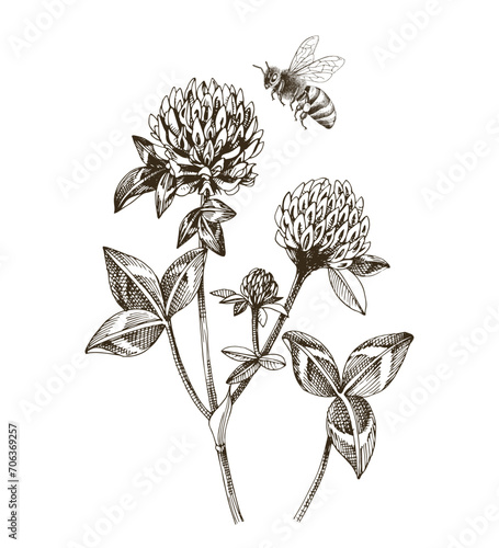Bee pollinating red clover flowers
