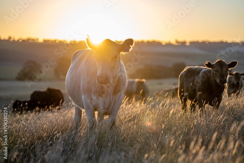 beef meat cow on a farm. herd of cattle