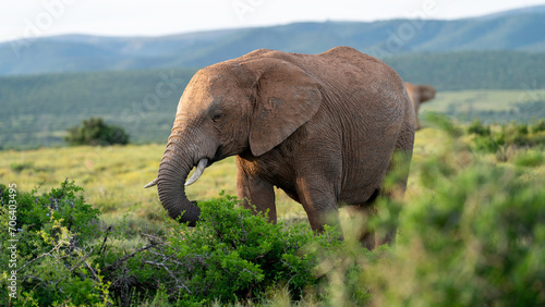 Beautiful elephant feeding in the bush, Addo Elephant National Park, South Africa