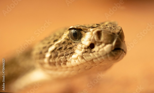 Western diamondback rattlesnake (Crotalus atrox)