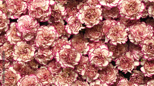 Flowers wall background with amazing pink and purple carnations flowers, hand made mix carnation flower wall, flower background. Colorful flowers mix. Pattern of flowers. 