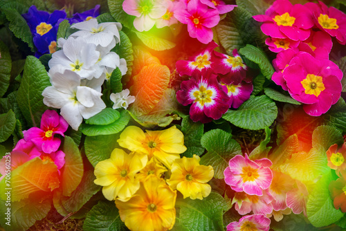 Background of multi-colored blooming primroses shot from above.