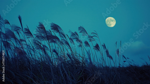 vue d'un bosquet de roseau à contre jour le soir avec pleine lune