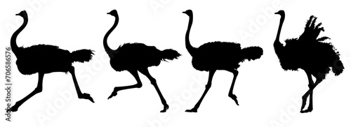 ostrich silhouette illustration
