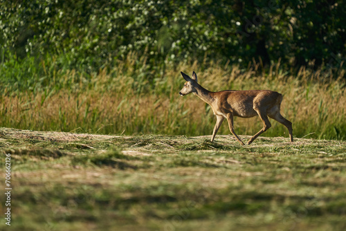 Jeleń, łania spacerująca po świeżo skoszonym polu w popołudniowym słońcu