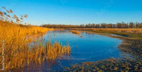 Reed along the edge of a frozen lake below a blue sky in sunlight at sunrise in winter, Almere, Flevoland, The Netherlands, January 10, 2024