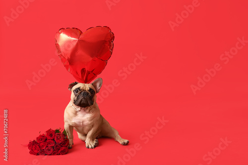 Cute French bulldog with heart shaped balloon and roses on red background. Valentine's Day celebration