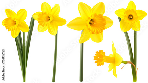 set of beautiful yellow daffodil flowers, isolated over a transparent background