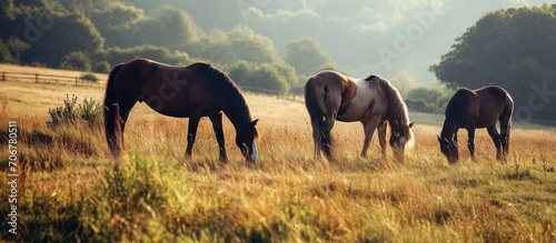 Three horses grazing on a green meadow on a farmland in Kent England. with copy space image. Place for adding text or design