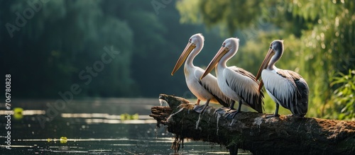 Nature in romania danube three pelicans perched on a log in a serene water habitat wildlife Delta landscape. with copy space image. Place for adding text or design
