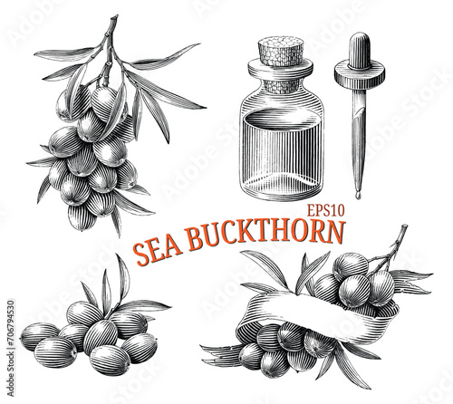 Sea buckthorn hand drawing vintage engraving style black and white clip art