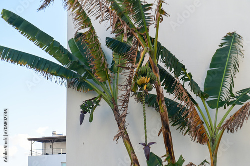 banana tree with bananas near a residential complex 3