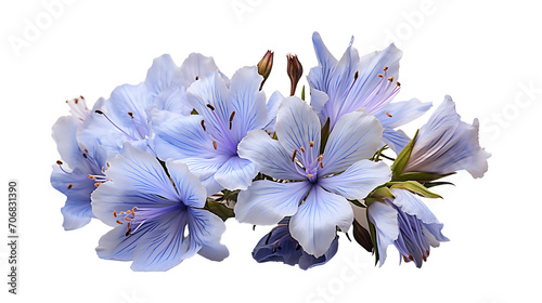 Chicory flower on a png background
