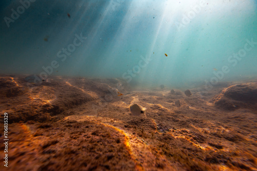 underwater ecosystem nature fish uw mediterranean sea bottom beautiful