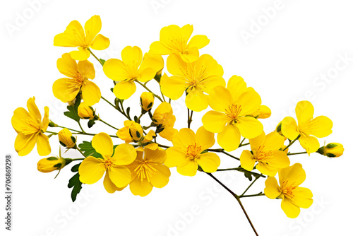 Top side closeup macro view of yellow flowers with leaves, on a white isolated background PNG